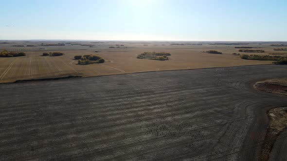 Aerial drone video of flock of birds migrating to the south in dry lands of North America.