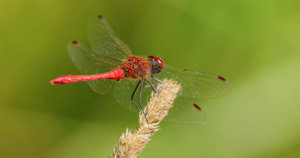 Scarlet Dragonfly Crocothemis Erythraea is a Species of Dragonfly in the Family Libellulidae