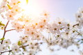 Beautiful blooming cherry branch. Spring time. - PhotoDune Item for Sale