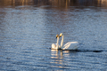 Two beautiful white swans swimming on the lake. - PhotoDune Item for Sale
