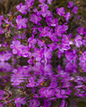 Blooming maralnik in Altai mountains. Reflection in water. - PhotoDune Item for Sale