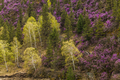 Picturesque views of the Altai mountains and blossoming maralnik. - PhotoDune Item for Sale
