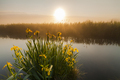 Beautiful yellow iris flowers in the rays of the dawn sun. - PhotoDune Item for Sale
