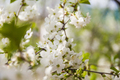 Blossoming branch with cherry flowers in springtime. - PhotoDune Item for Sale