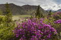 Picturesque views of the Altai mountains and blossoming maralnik. - PhotoDune Item for Sale