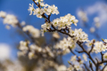 Blossoming branch with cherry flowers in springtime. - PhotoDune Item for Sale