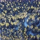 Drone view of beautiful pine trees on a winter sunny day - VideoHive Item for Sale