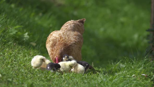 Mother Hen and Little Chicks Green Bio Farm