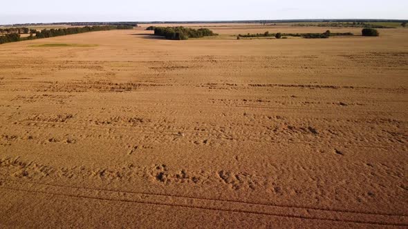 Aerial video of huge field of ripe wheat in the evening