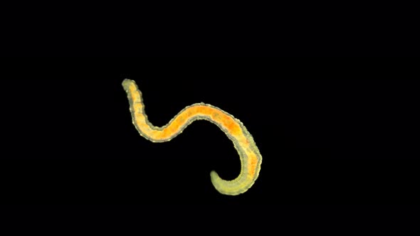 Worm of the Lumbriculidae family under a microscope, class Clitellata.