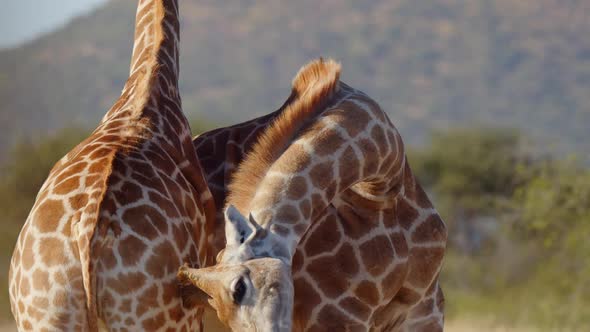Two Giraffe Necking and Fighting for Dominance Over Herd of Females in Early Morning Light