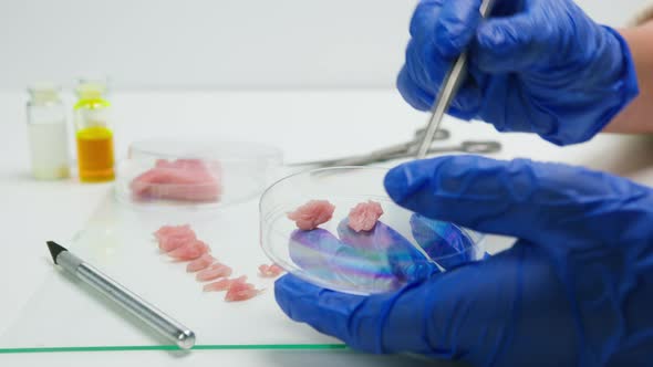Medical Scientist Specialist Putting Meat in Glass Dish with Tweezers Food Research in Modern