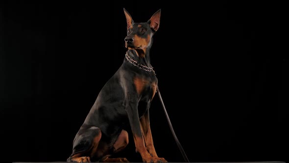 Doberman Pinscher Sits in Full Growth with a Collar and Leash in the Studio on a Black Background