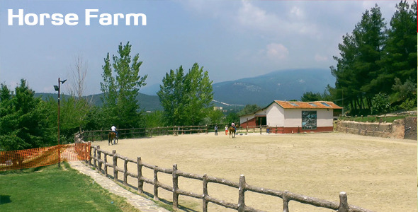 Horse Farm