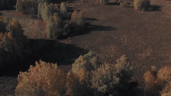 Autumn yellow and green forest in Ural