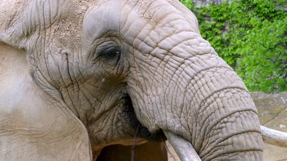 Big African elephant eating a branch, Loxodonta africana