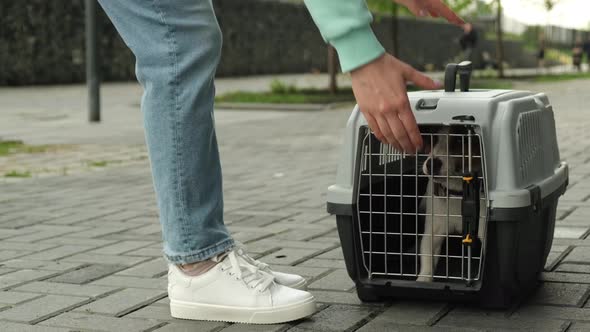 Woman Lets Out Jack Russell Terrier Dog Outdoors From Safe Travel Box