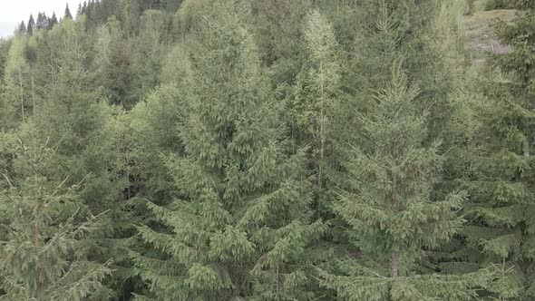 Ukraine, Carpathians: Forest Landscape. Aerial View. Flat, Gray