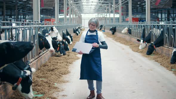 Cowshed with Livestock and a Female Worker Holding a Laptop