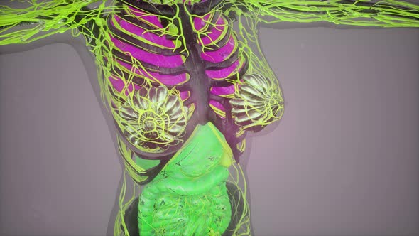 Model Showing Anatomy of Human Body Illustration alt
