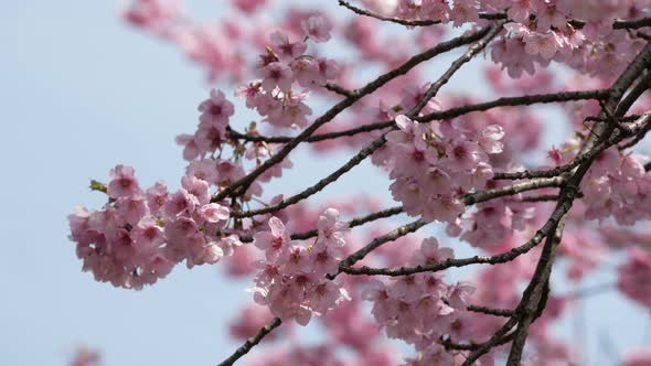 Spring Blossom Sakura