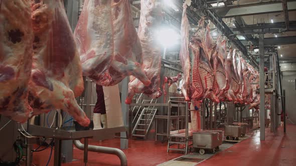 Meat Processing Plant Male Butchers Trim Beefs Carcass Meat Production and Food Industry the Process