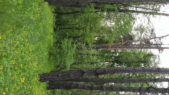 Vertical Video of a Beautiful Green Pine Forest on a Summer Day Slow Motion