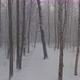 The Drone Slow Flies Between the Trunks of Snowcovered Trees in Forest at Winter Nobody at Frosty - VideoHive Item for Sale