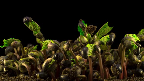 Beans Germination on Black Background