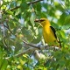 Forest Birds