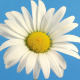 Daisy On Blue Close-Up - VideoHive Item for Sale