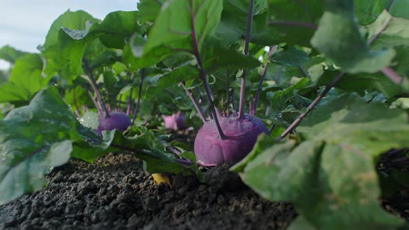 Purple Kohlrabi Cabbage Ready To Harvest