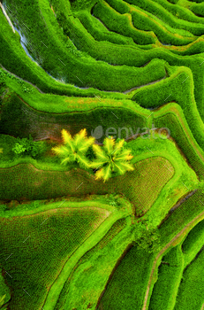 pe from the air. Rice terraces in the summer. Bali, Indonesia. Travel – image