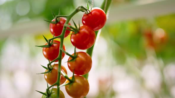 Red Green Tomato Bunch at Plant Stem Closeup