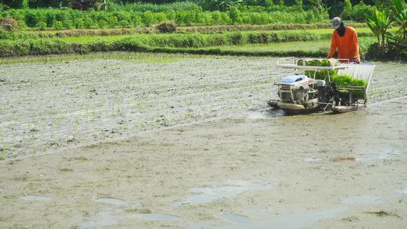 Farmer planting paddy with modern