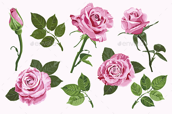 Pink Vector Roses