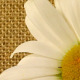 Daisies Close-Up On Sacking Background - VideoHive Item for Sale