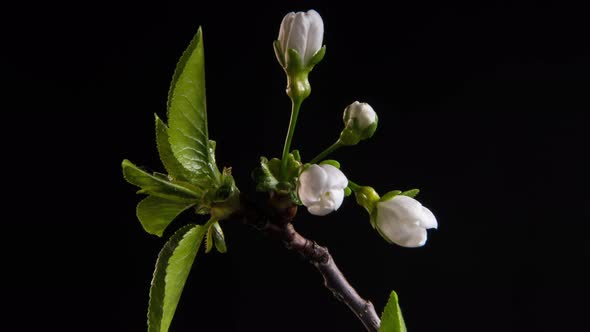 Flowering Branches on a Black Background