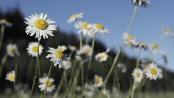 Close Up of Small Daisies with White Petals and Yellow Buds