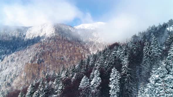 Aerial view: winter forest. Snowy tree branch in a view of the winter forest