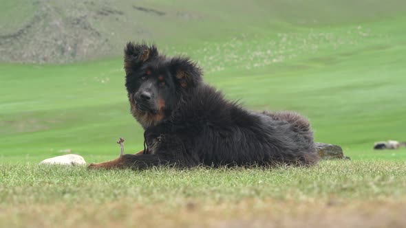 Black Shepherd Dog Eating With Bones in Strong Windy Siberian Climate