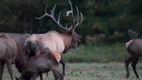 Bull Elk in Grand Teton National Park