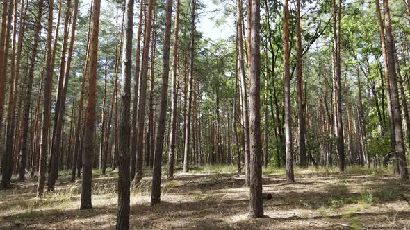 Landscape Inside the Forest with Pine Trees