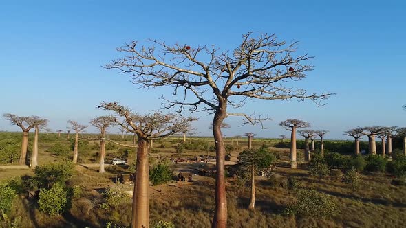 Avenue Of The Baobabs Morondava Madagascar 21