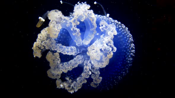 Close up of Australian spotted jellyfish native to the western Pacific from Australia to Japan, hove
