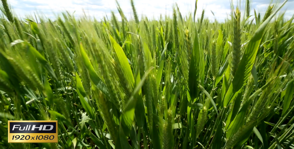 Field In The Wind