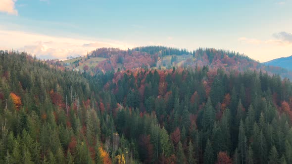 Aerial view of high mountain hills covered with dense yellow forest and green spruce trees