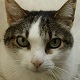 Cat Meow Purr SFX - AudioJungle Item for Sale