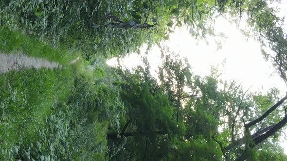 Vertical Video of a Forest with Trees