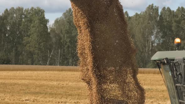 Combine Harvester Unloaded Corn Grains in Truck